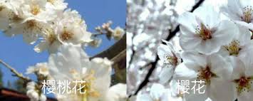 樱桃是先开花后长叶吗