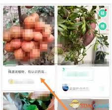 形色app如何发布鉴定