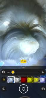 iPhone能检查宠物身上的虫子吗