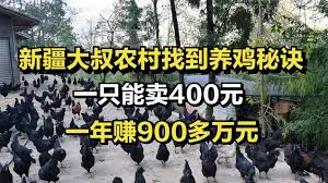 金垦小镇如何养鸡