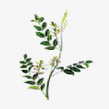 中药植物百科官网版