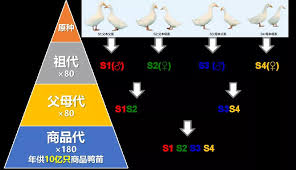 鸭鸭2层的开房策略是什么