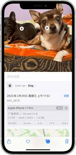 iPhone17pro怎么使用看图查询识别图片内信息