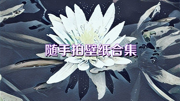 随手拍壁纸合集