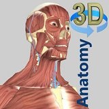 3D解剖