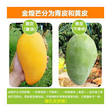 芒果tv会员可以几个人同时使用